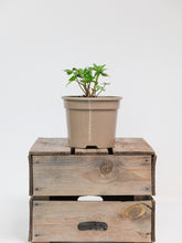 products/SotoProductShootLowQ-1912.jpg